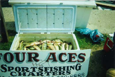 Cooler full of perch
