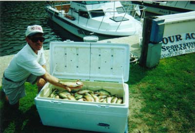Cooler full of perch
